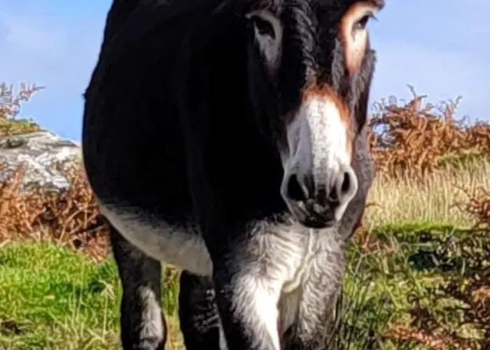 Appartement The Oak Tree House Westport
