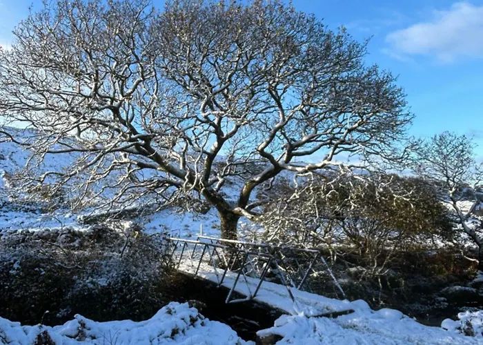 The Oak Tree House *